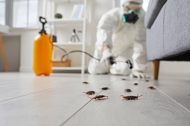 Post-Treatment Bed Bug Interceptor Monitoring in Russells Point